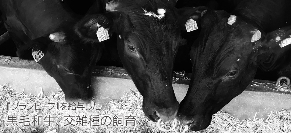 自社牧場における黒毛和牛、交雑種の飼育